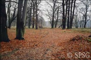 Potsdam, Park Sacrow, Weg zwischen Uferweg und Fährstraßenecke.