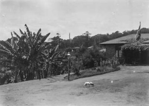 Hund : Hund auf dem Vorhof eines Hauses in Amani