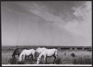 Wilde Camargue-Pferde