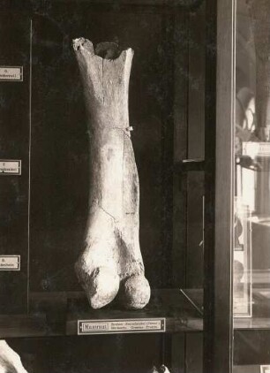 Oberschenkelknochen von einem Mammut (aus der Diluvium Dresden-Prohlis). Dresden: Museum für Mineralogie und Geologie