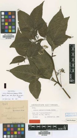 Solanum medianiviolaceum Bitter [syntype]