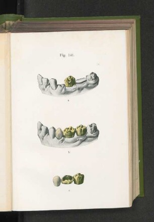Fig. 141.