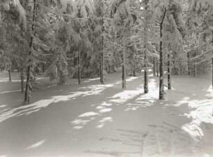 Osterzgebirge. Fichtenwald am Kahleberg