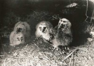 Uhu (Bubo bubo). Jungtiere im Nest