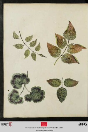 [Tafel 7-8] Leaves