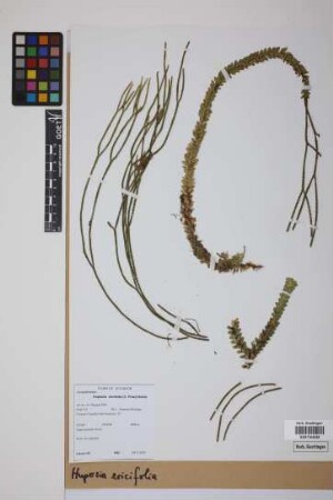 Phlegmariurus ericifolius (C. Presl) B. &Oslash;llg.