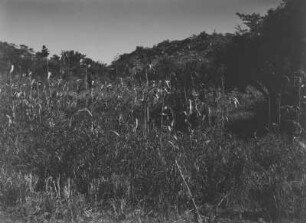 Hirse : Feld mit Durra, einer Hirseart