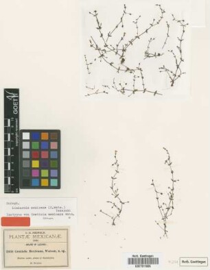 Gratiola mexicana S.Watson [isotype]