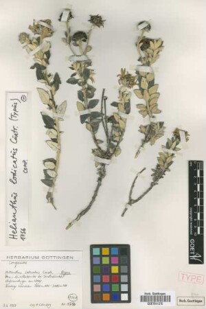 Helianthus lodicatus Cuatrec. [isotype]