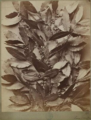 175. Laurier d’Apollon