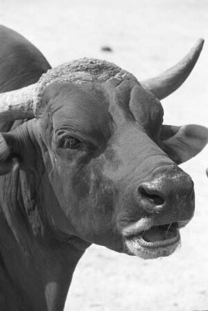 Banteng-Rinder im Karlsruher Zoo