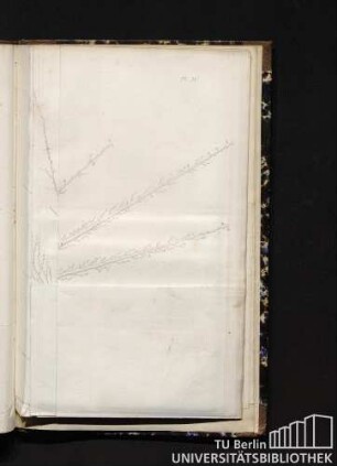 Pl. IV. 12 ans de Plantation. IIe. Taille