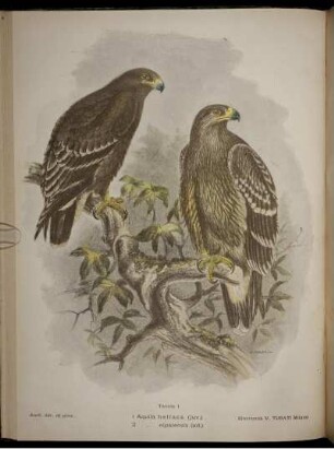 1. Aquila heliaca. 2. Aquila nipalensis.