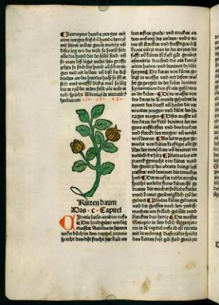 62v-63r, Küttenbaum (100. Kapitel)