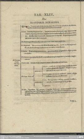 Tab. XLIX. De Glandulis Renalibus