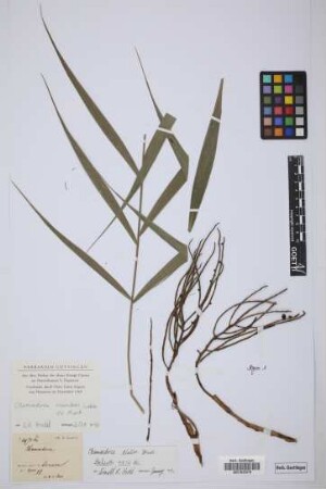 Chamaedorea scandens Liebm.