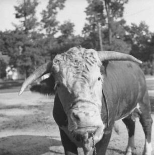 Long Island, Bulle auf der Lester Davis Farm