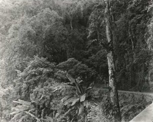 Rio de Janeiro, Brasilien. Tropischer Sekundärwald am Südhang des Corcovado bei Rio de Janeiro