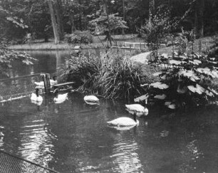 Donaueschingen, Teich : Donaueschingen