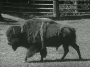 Bison bison (L.) - Schritt