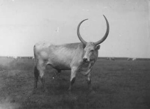 Ungarisches Steppenrind : Ungarisches Steppenrind (Bos primigenius taurus Linnaeus magyar).