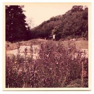Bundesgartenschau 1955, Kassel: Pflanzen