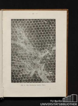 Abb. 2. Von Raubmaden befallene Wabe.