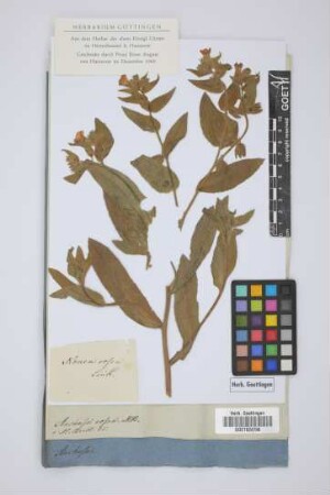 Anchusa rosea MB.