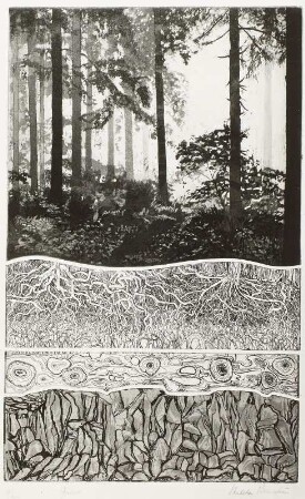 Wald