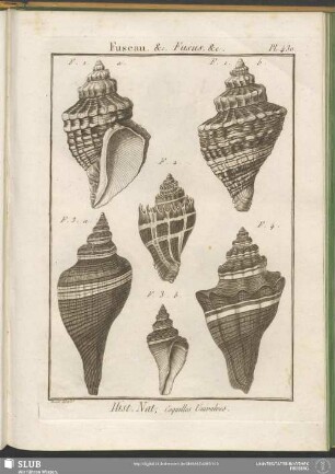 Pl. 430. Fuseau, &c. Fusus, &c.