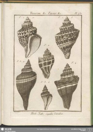 Pl. 430. Fuseau, &c. Fusus, &c.