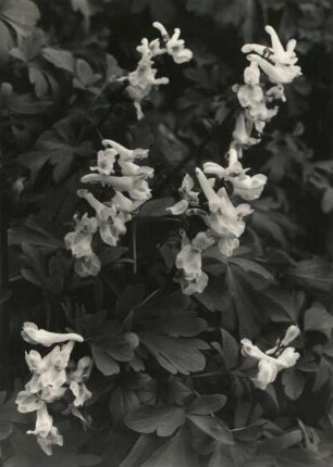 Hohler Lerchensporn (Corydalis cava) in Blüte