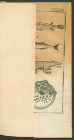 TAB. XXXIII.