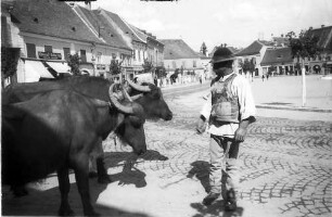 Medias (Mediasch): Büffelgespann am Marktplatz