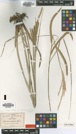 Carex seatoniana L.H.Bailey [type]