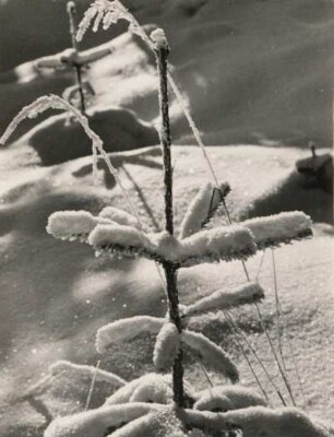 Auersberg. Spitze einer jungen Fichte in einer Schonung mit Schnee