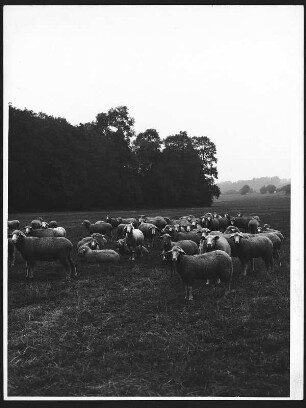 Schafherde