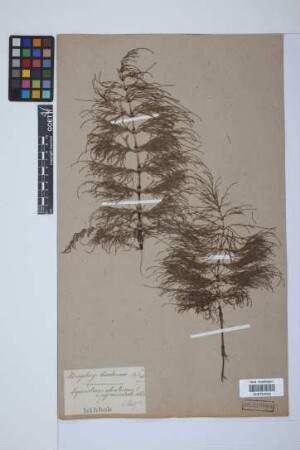 Equisetum sylvaticum L.