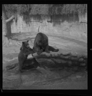Braunbären im Zoo