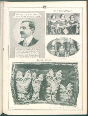 Elogio felino