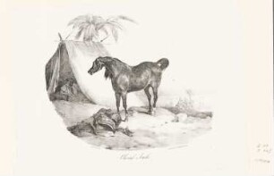 Cheval Arabe, Blatt 10 der Folge "Etudes de Chevaux Lithographies"