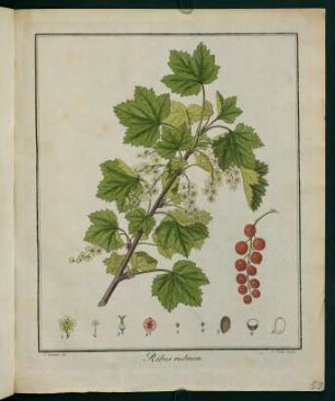 55r, Ribes rubrum