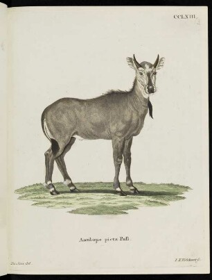 CCLXIII. Antilope picta Pall.