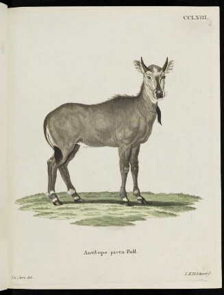 CCLXIII. Antilope picta Pall.