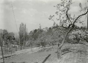 Dresden-Loschwitz. Blick von einer Streuobstwiese am Loschwitzer Elbhang zum Schloß Eckberg (Villa Souchay)