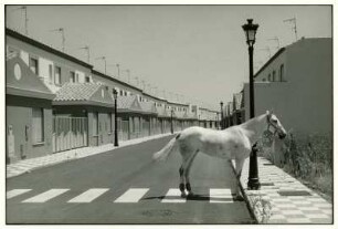 Spanien. Villamanrique de la Condesa. Schimmel am Zebrastreifen