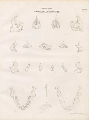 Os ethmoidale (Lineartafel)