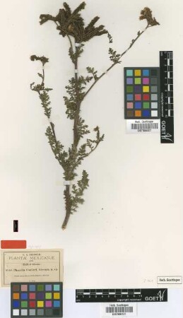 Phacelia coulteri Greenm. [type]