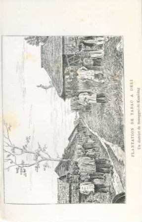 Plantation de tabac a Déli