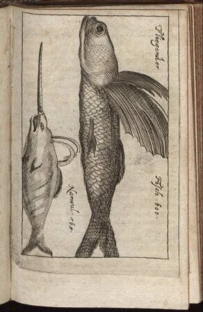 Fliegender Fisch - Narwal